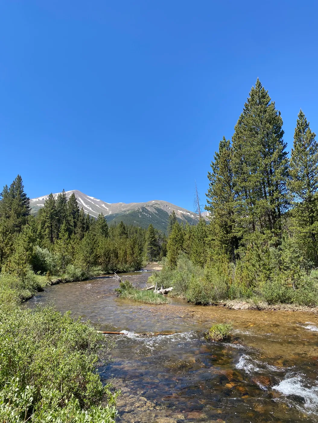 Roses in the Rockies 🌹🏔️